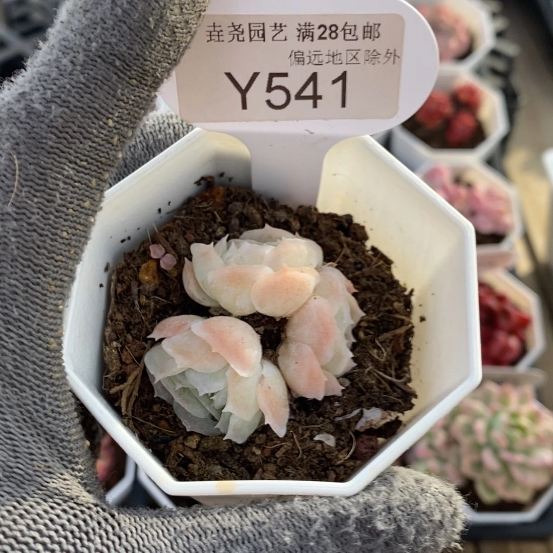 垚尧园艺541西娜 4CM