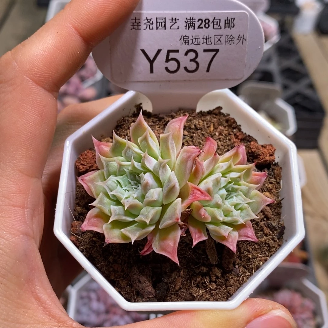 一物一拍537财路5CM