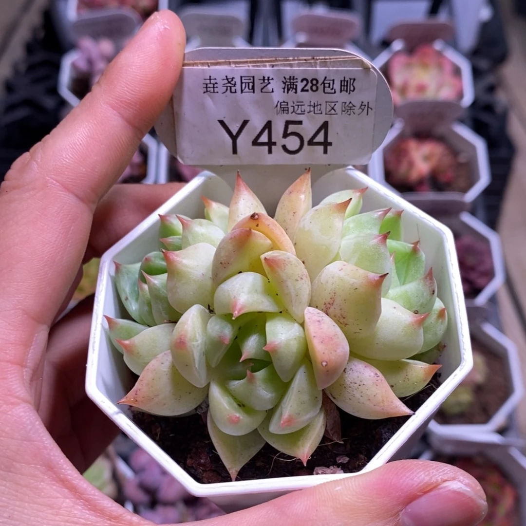 垚尧园艺一物一拍454俄洛伊