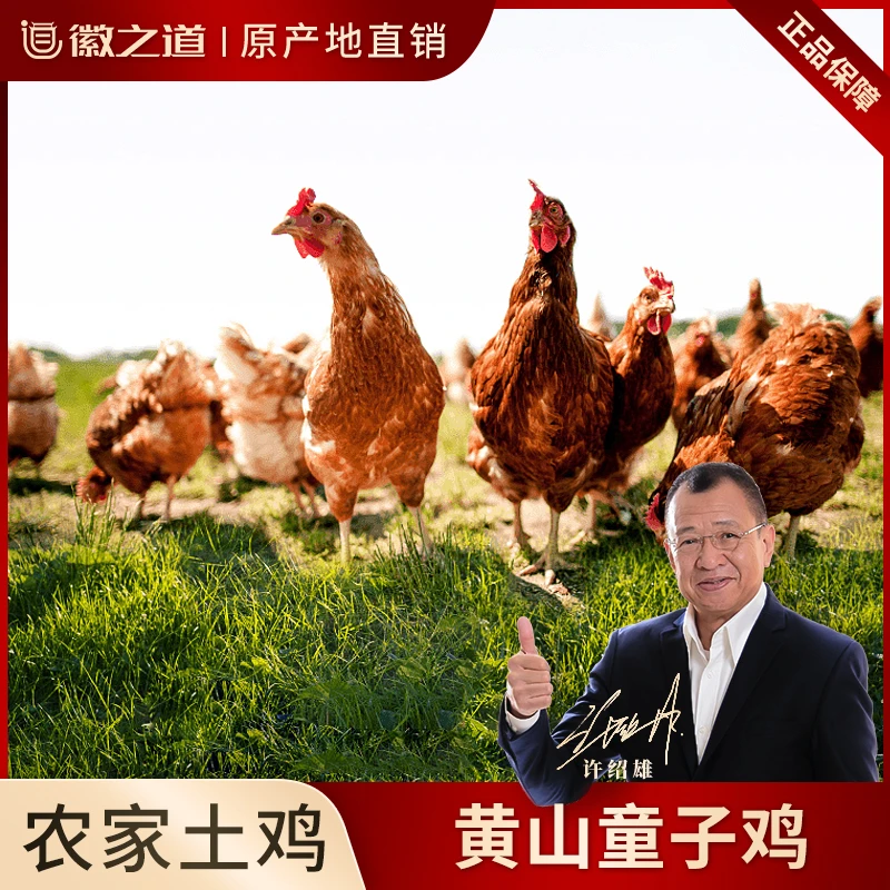 徽之道农家童子鸡仔公鸡 高山散养原生态 清蒸白切烤制鲜香嫩