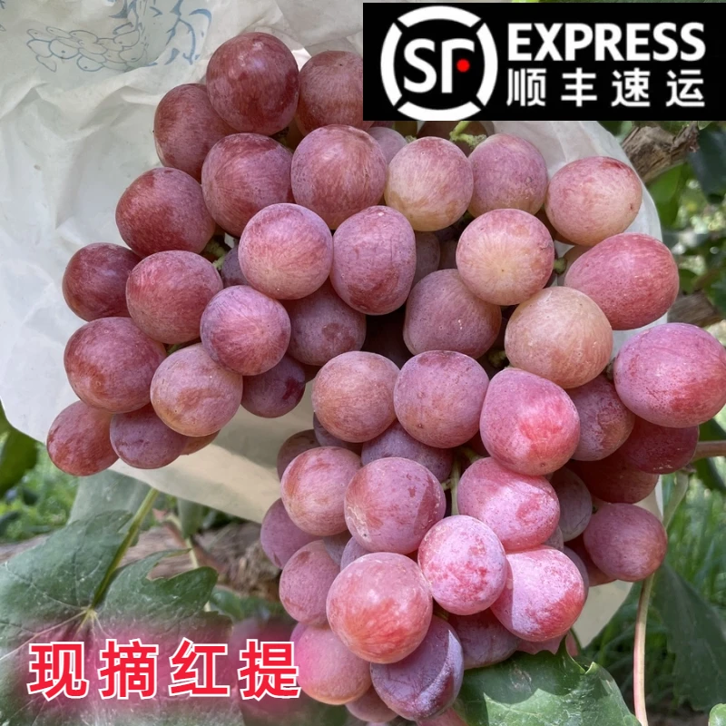 红提4.5斤【顺丰】露天应季葡萄新鲜水果产地直发脆甜爽口丰收季3斤