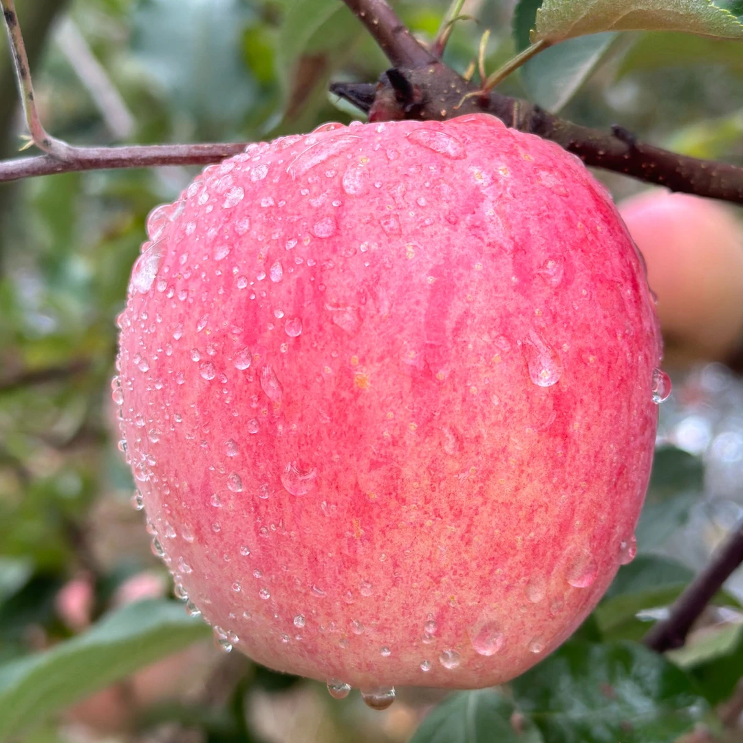 10斤装-寺河山富硒苹果
