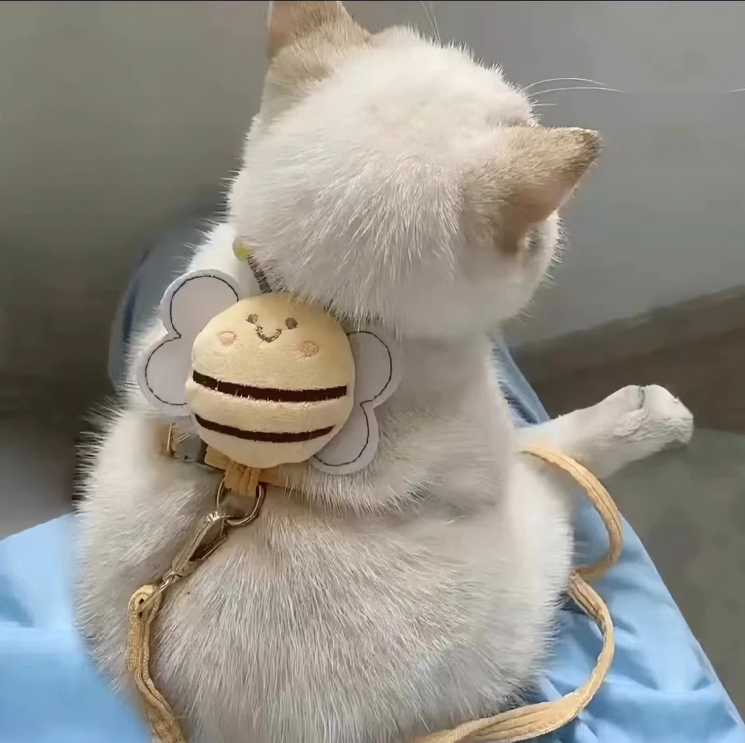 猫咪牵引绳防挣脱外出专用猫绳子宠物背带链子可调节网红遛猫绳