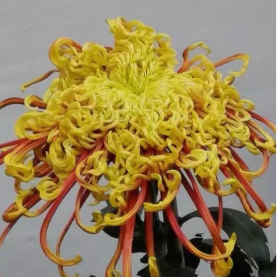 九月菊传统菊花丝菊品种十大名菊凤凰振羽带花苞发货