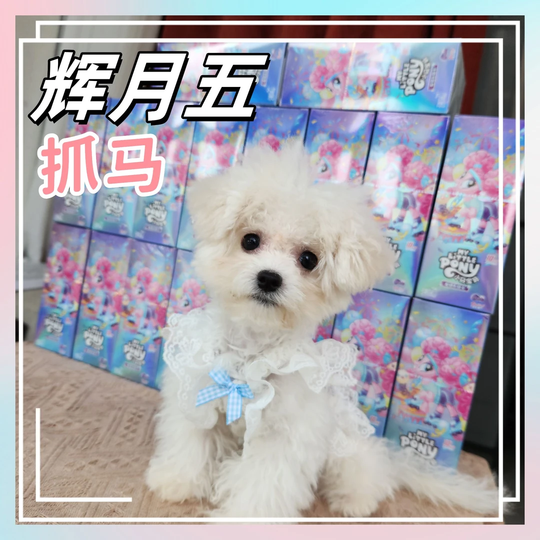 卡游【辉月五-抓马】小马宝莉辉月5弹SC玩具盲盒收藏卡片卡牌