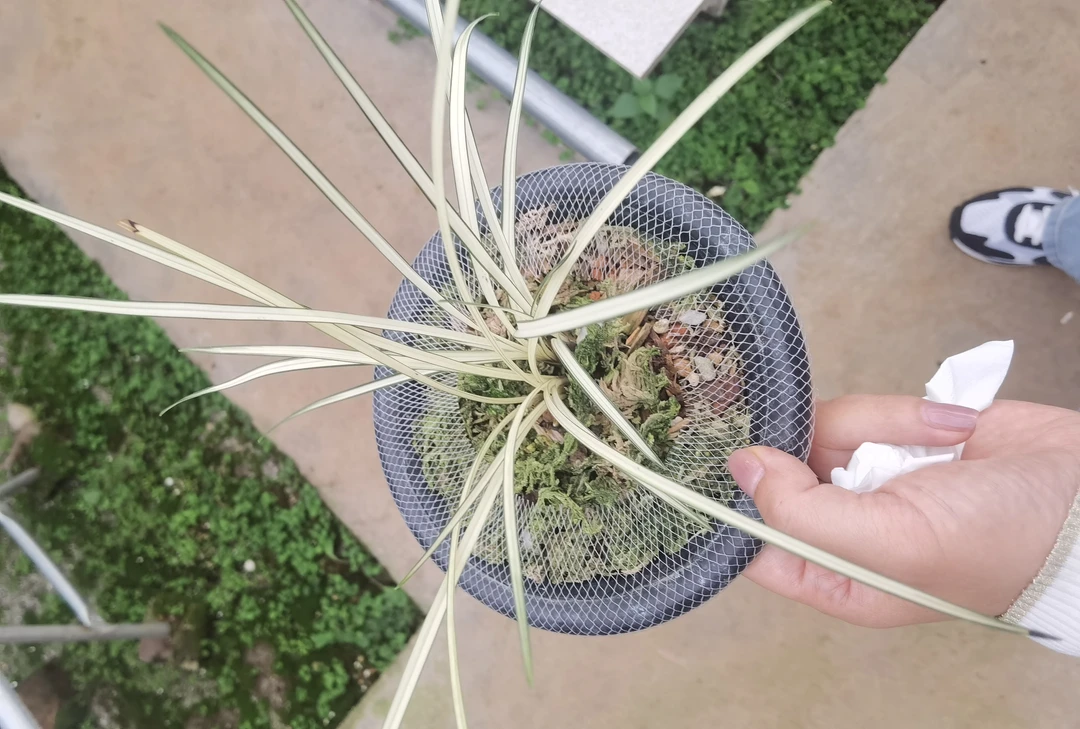 莲瓣兰艺草，一物一拍专用