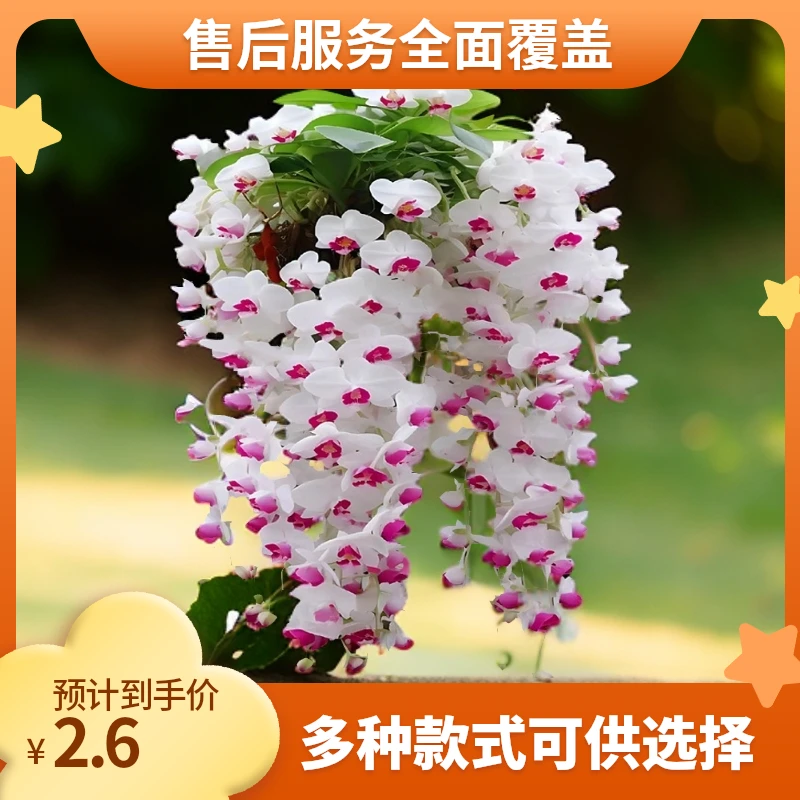 新品热销垂丝石斛兰球浓香型种植四季开花耐寒植物家庭盆栽日常养