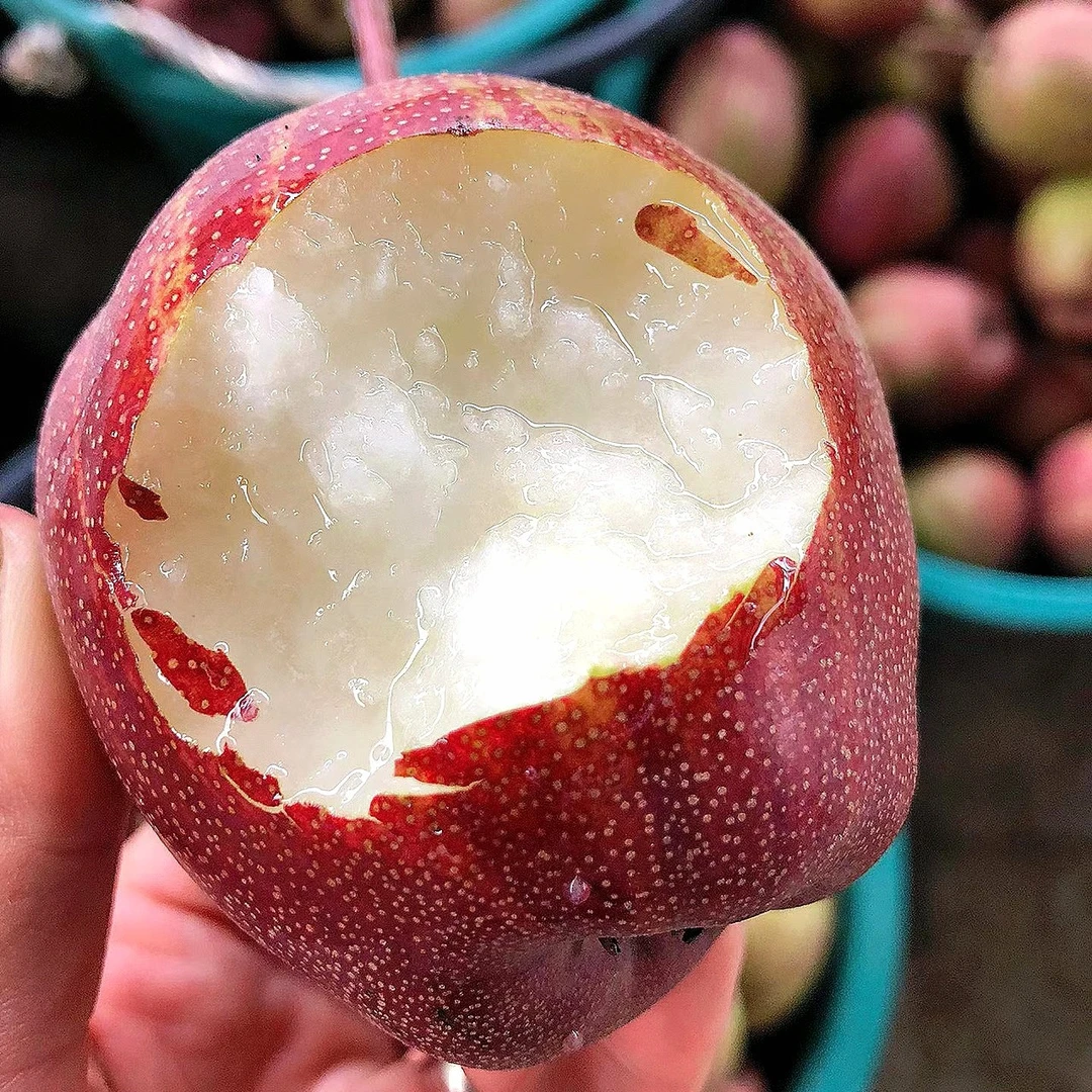 【稀有品种】陕西彩虹梨4.5斤 农家自种乌龙果 酥脆口感 坏果包赔