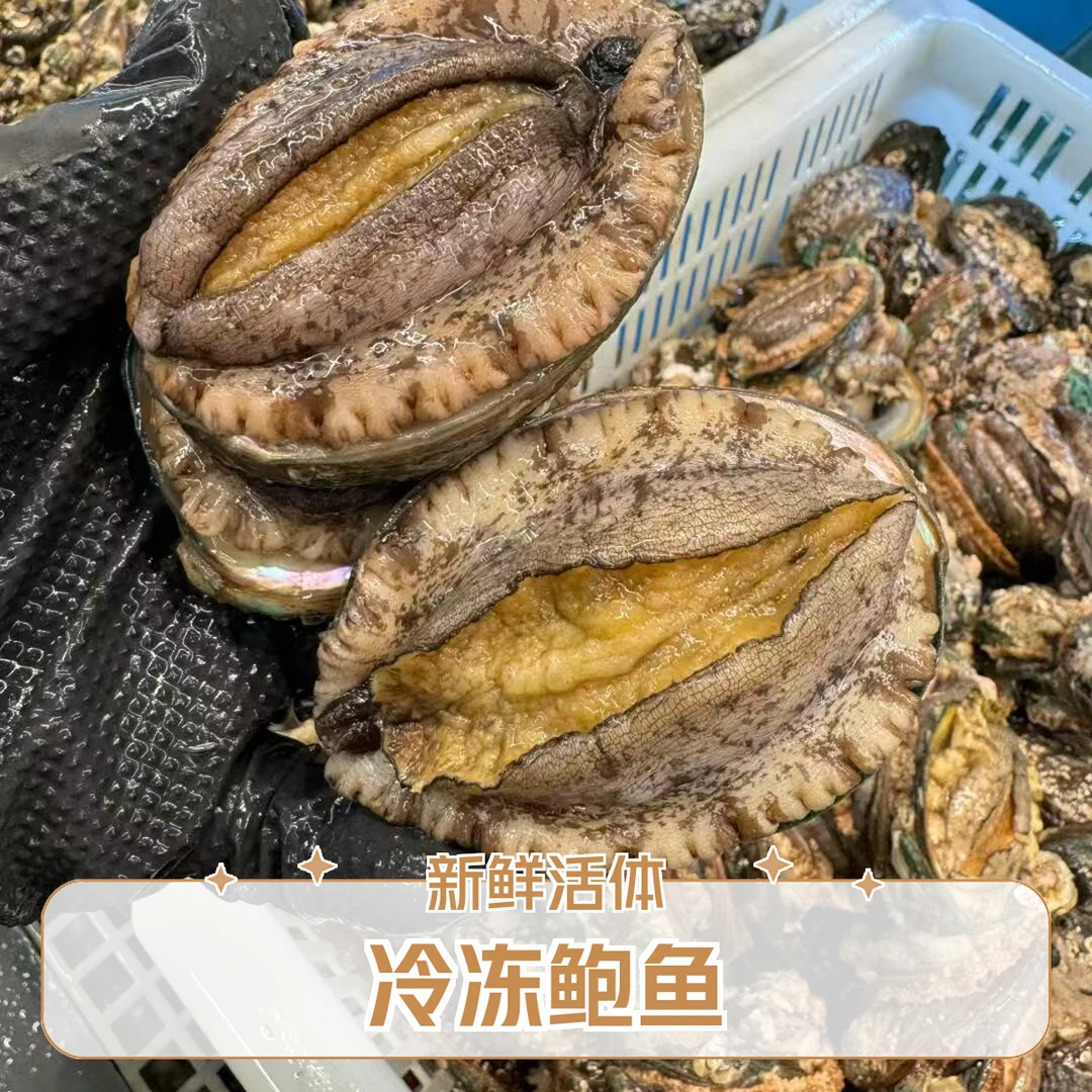 大鲍鱼到手13-15只左右海鲜水产活鲍新鲜速冻