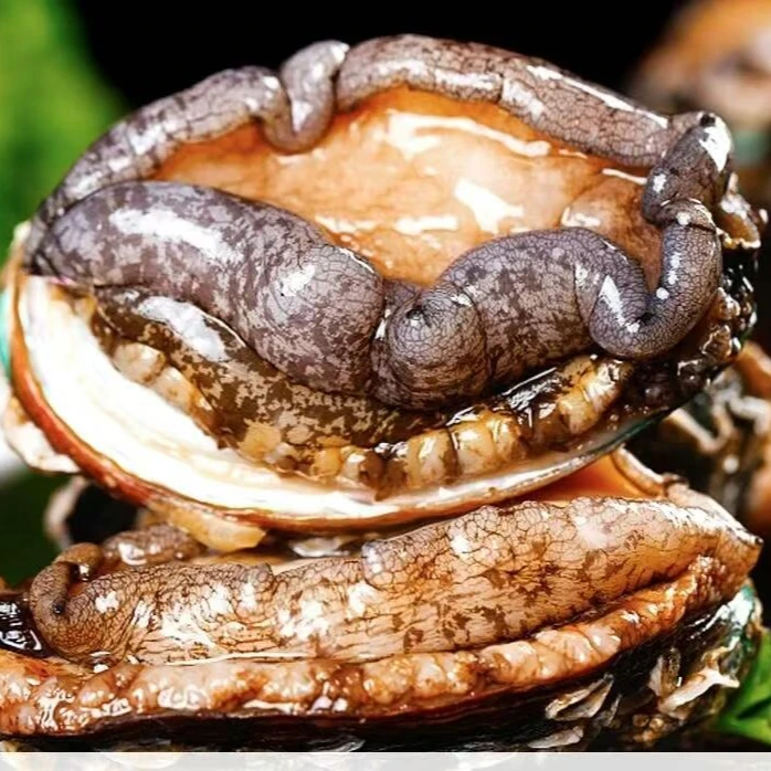 【鲜冻】4-5头大鲍鱼活体现剥纯肉拍10只+5只颗新鲜现剥