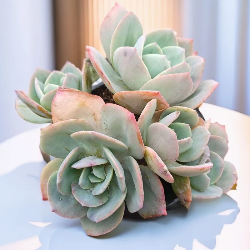 多头白凤    好种好养云南昆明发货