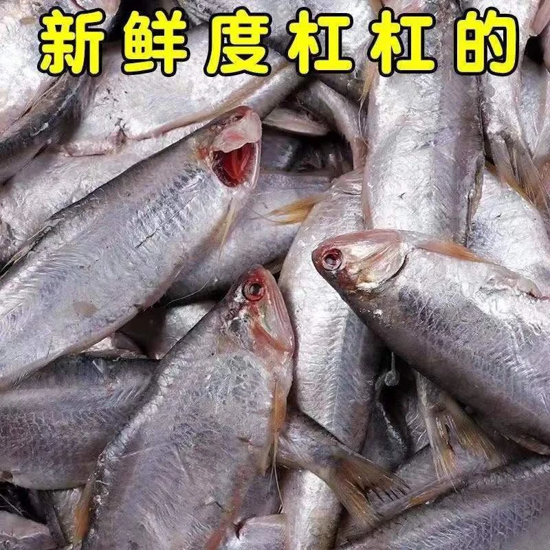 a新鲜黄鲫鱼马口鱼油扣鱼5斤装（一斤20条左右）顺丰冷链