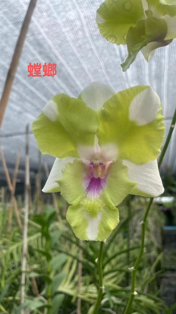 读月园 泰国秋石斛新品奇特兰花螳螂