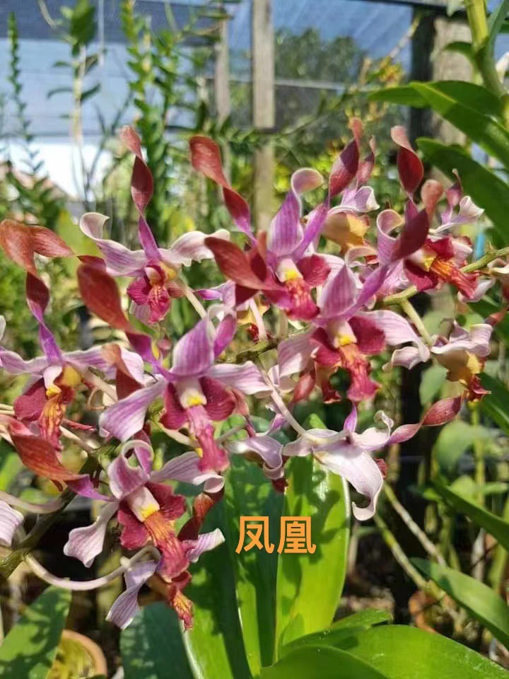 读月园 新品泰国秋石斛兰凤凰传奇花瓣羚羊中小花