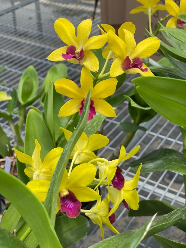 读月园泰国秋石斛兰黄阿玛复色金黄色花紫红心