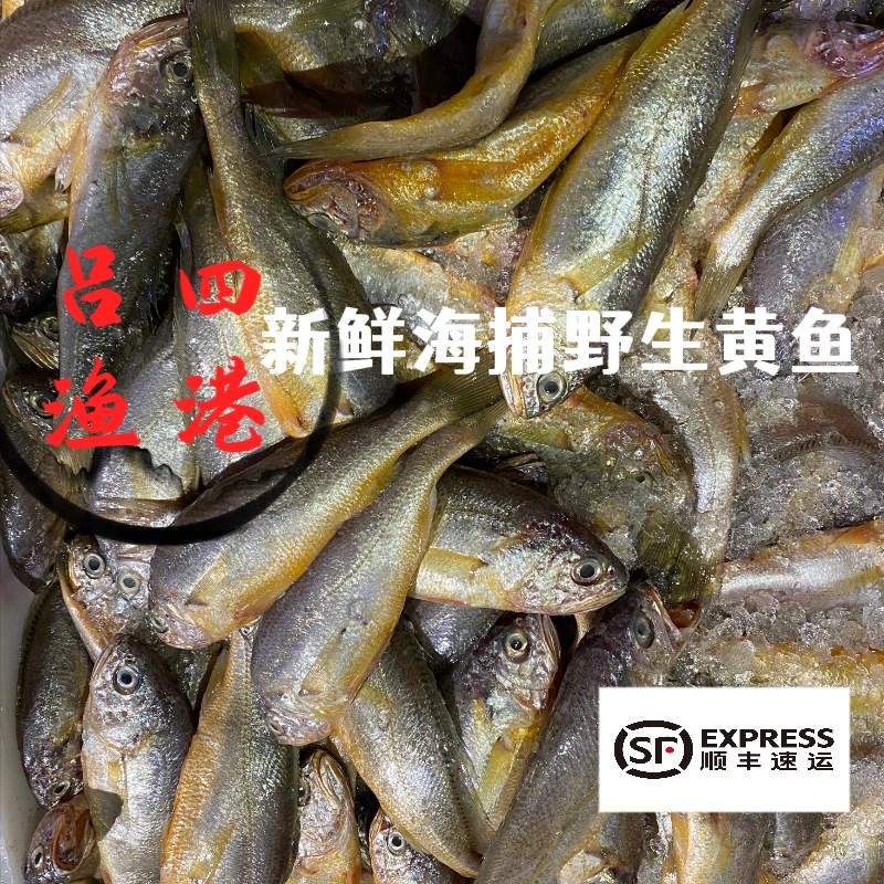 吕四渔港 野生小黄鱼（非直播时段冻品发货）