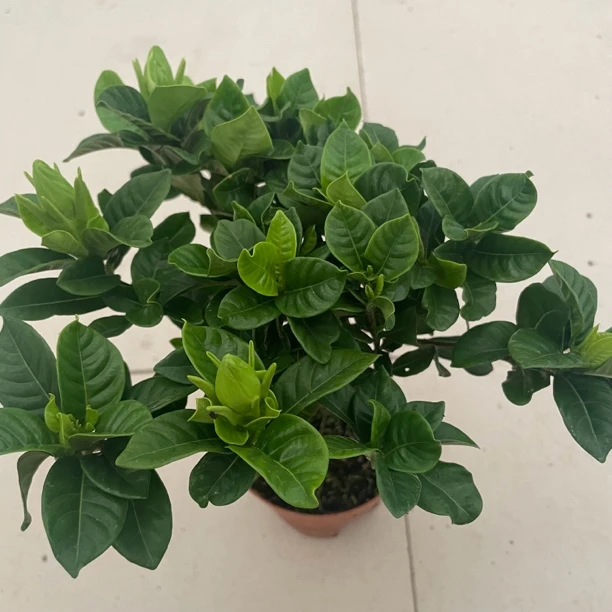 独杆小盆栽栀子花室内阳台绿植盆栽花卉满屋清香