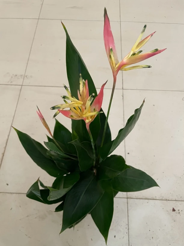 富贵天堂鸟室内盆栽绿植花卉