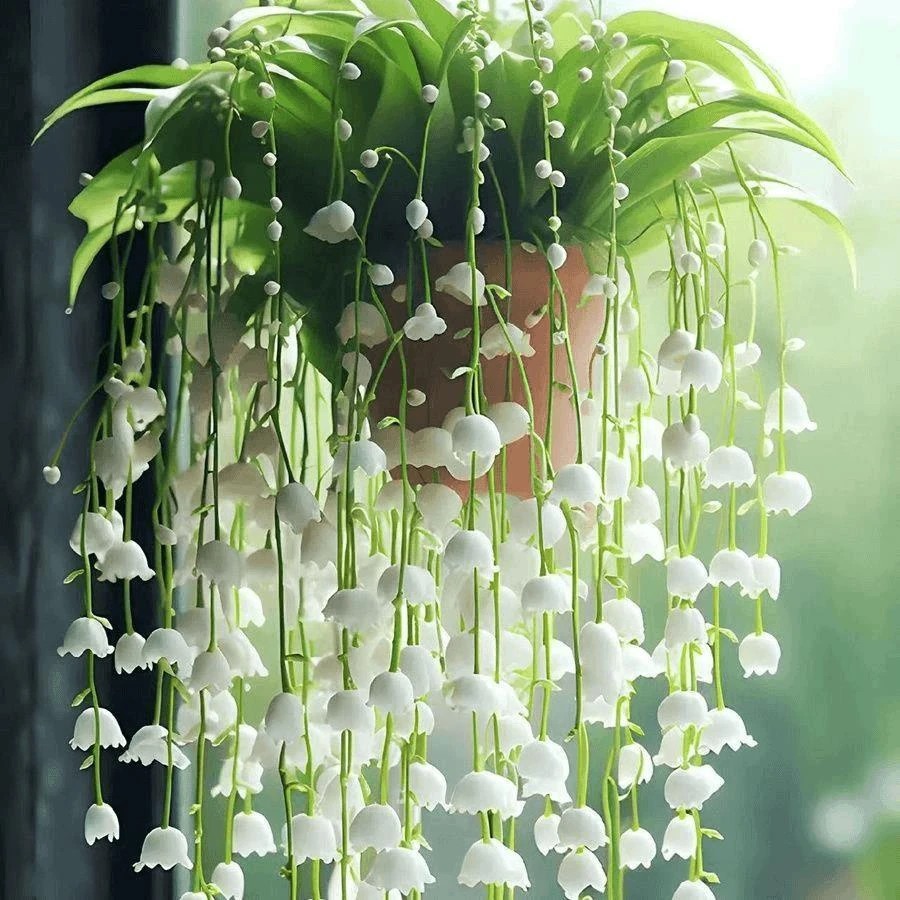 香水铃兰带芽净化空气花苗盆栽浓香阳台花卉庭院室内室外四季开花