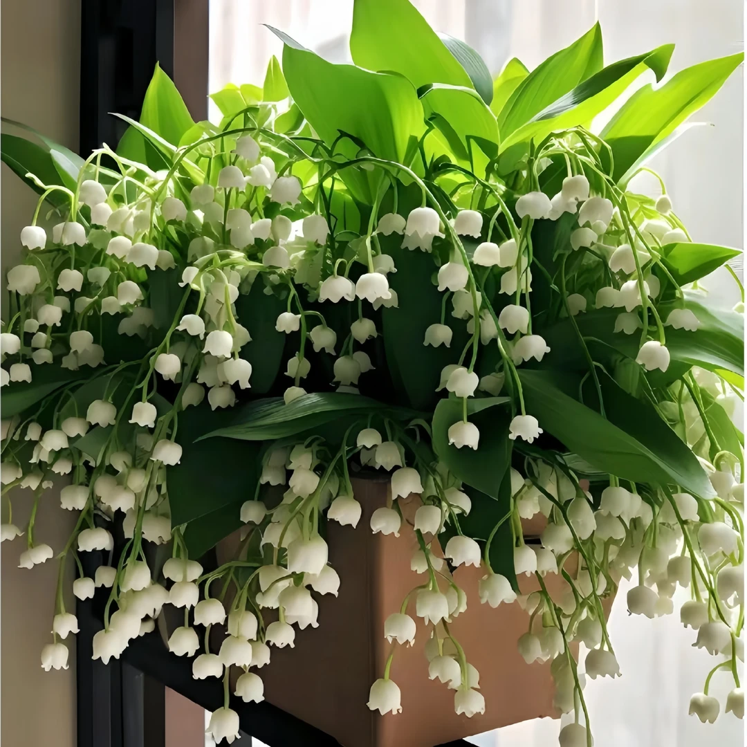 香水铃兰带芽净化空气花苗盆栽浓香阳台花卉庭院室内室外四季开花