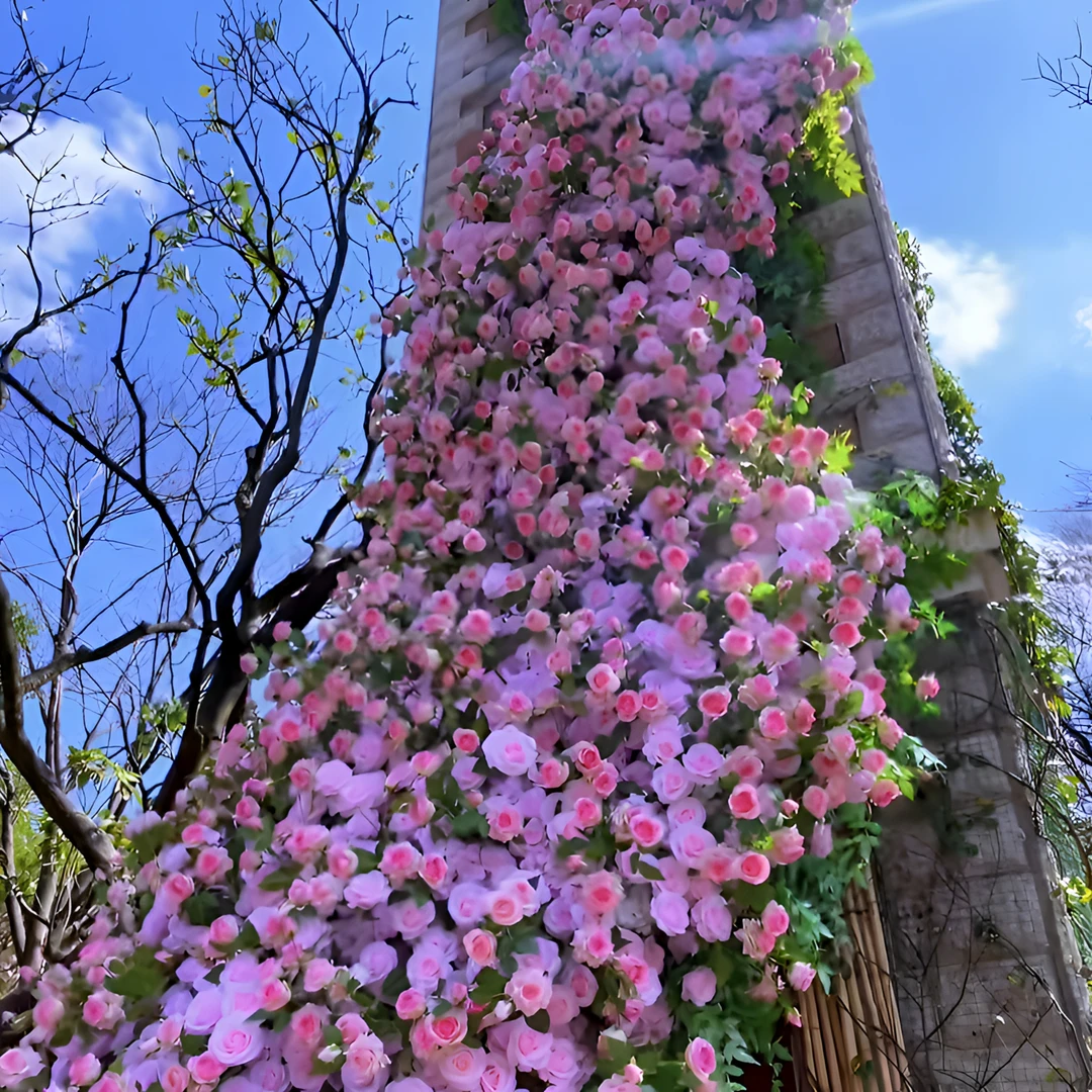 爬藤月季特大四季开花藤本月季蔷薇花苗爬藤庭院大花阳台花卉盆栽
