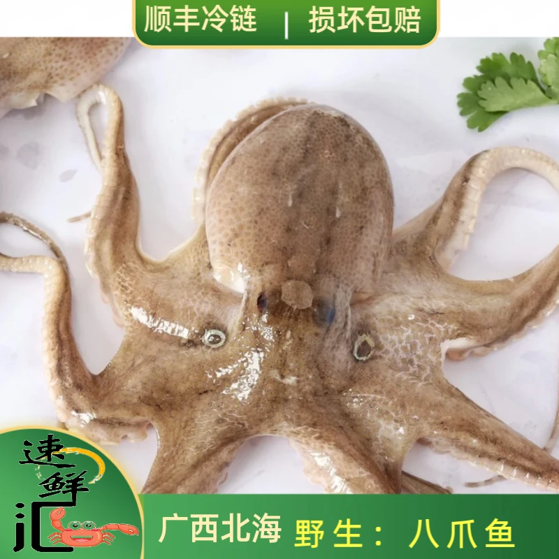无泡水 新鲜野生海捕八爪鱼 爆炒 沙姜焗 捞汁