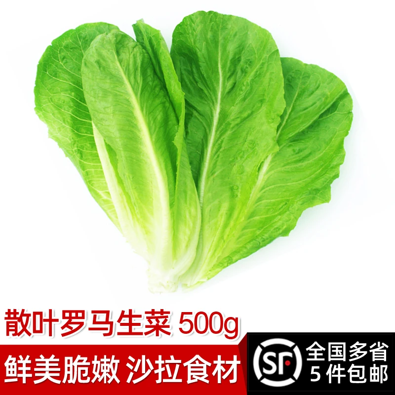 散叶罗马生菜500g 新鲜蔬菜罗纹凯撒生菜西餐沙拉食材