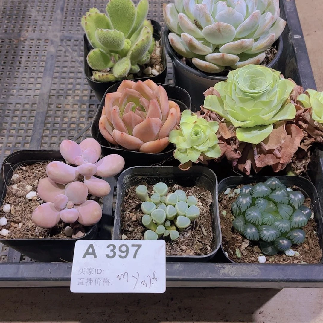 多肉397多肉植物