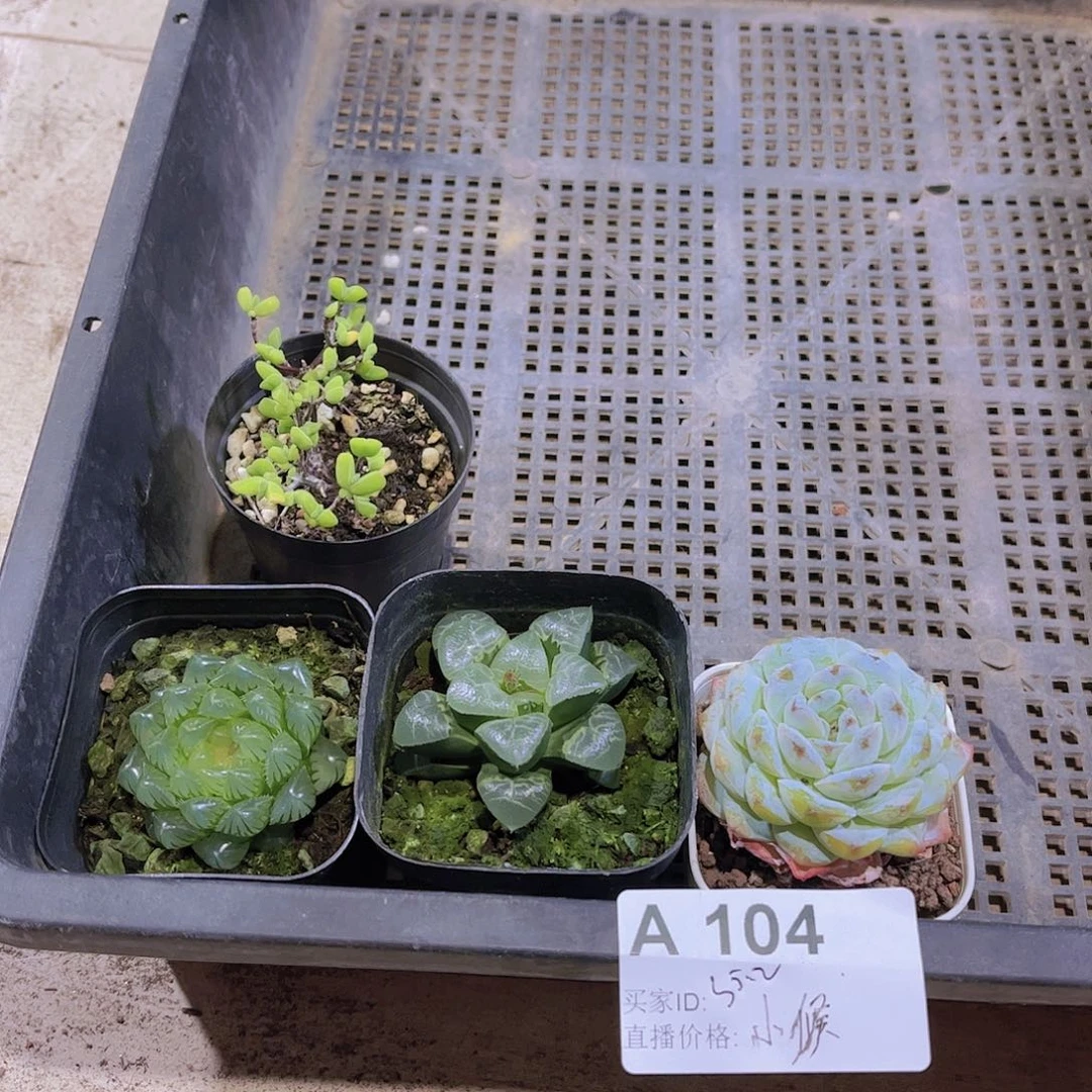 多肉104多肉植物