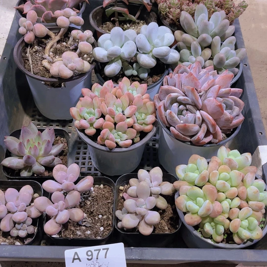 多肉977多肉植物