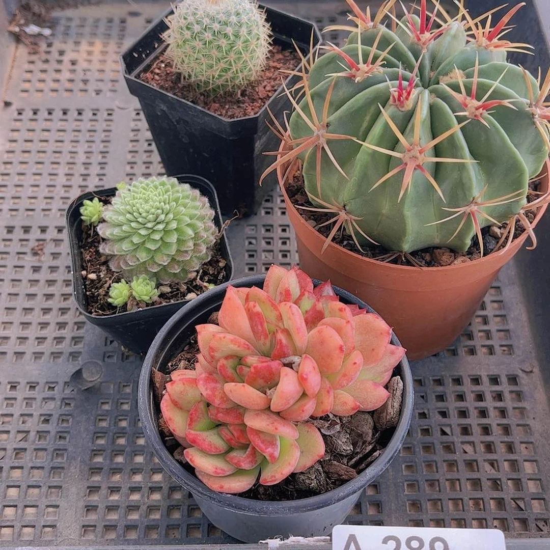 多肉289多肉植物