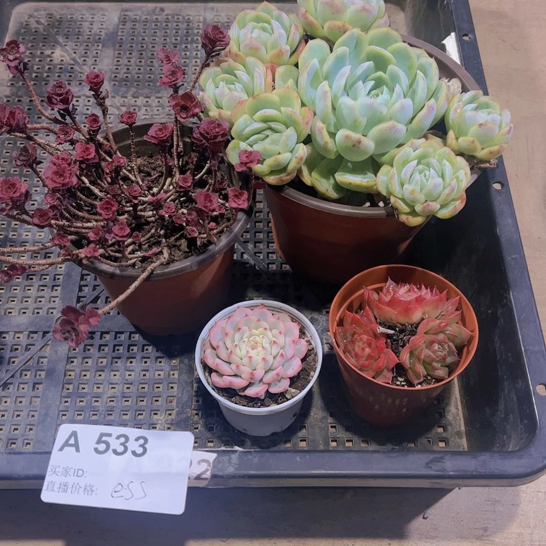 多肉533多肉植物