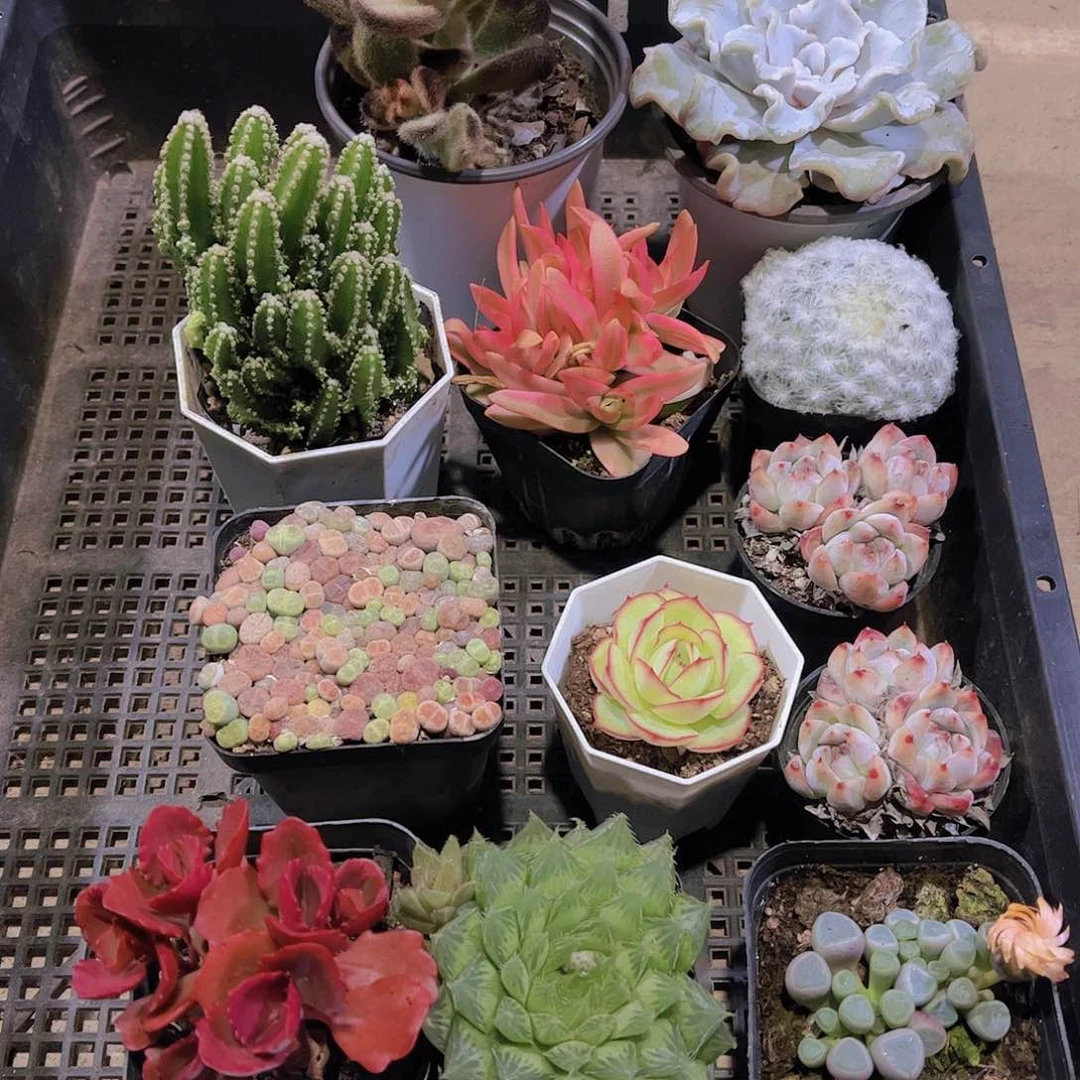 多肉652多肉植物