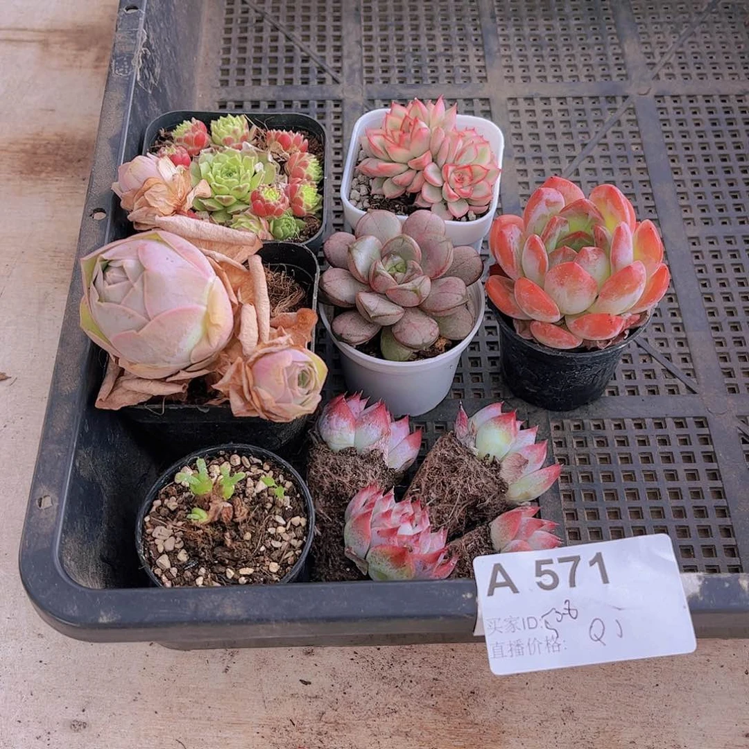 多肉571多肉植物