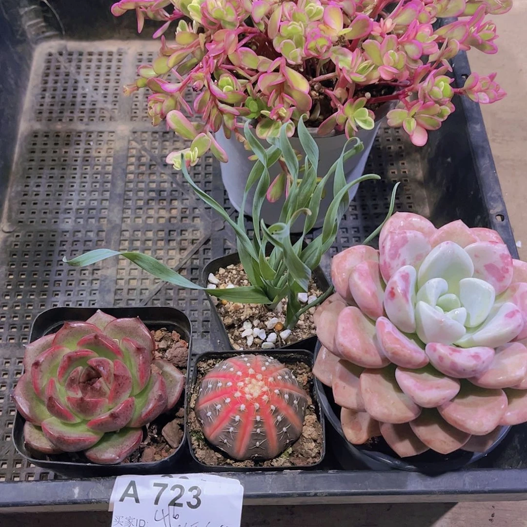 多肉723多肉植物