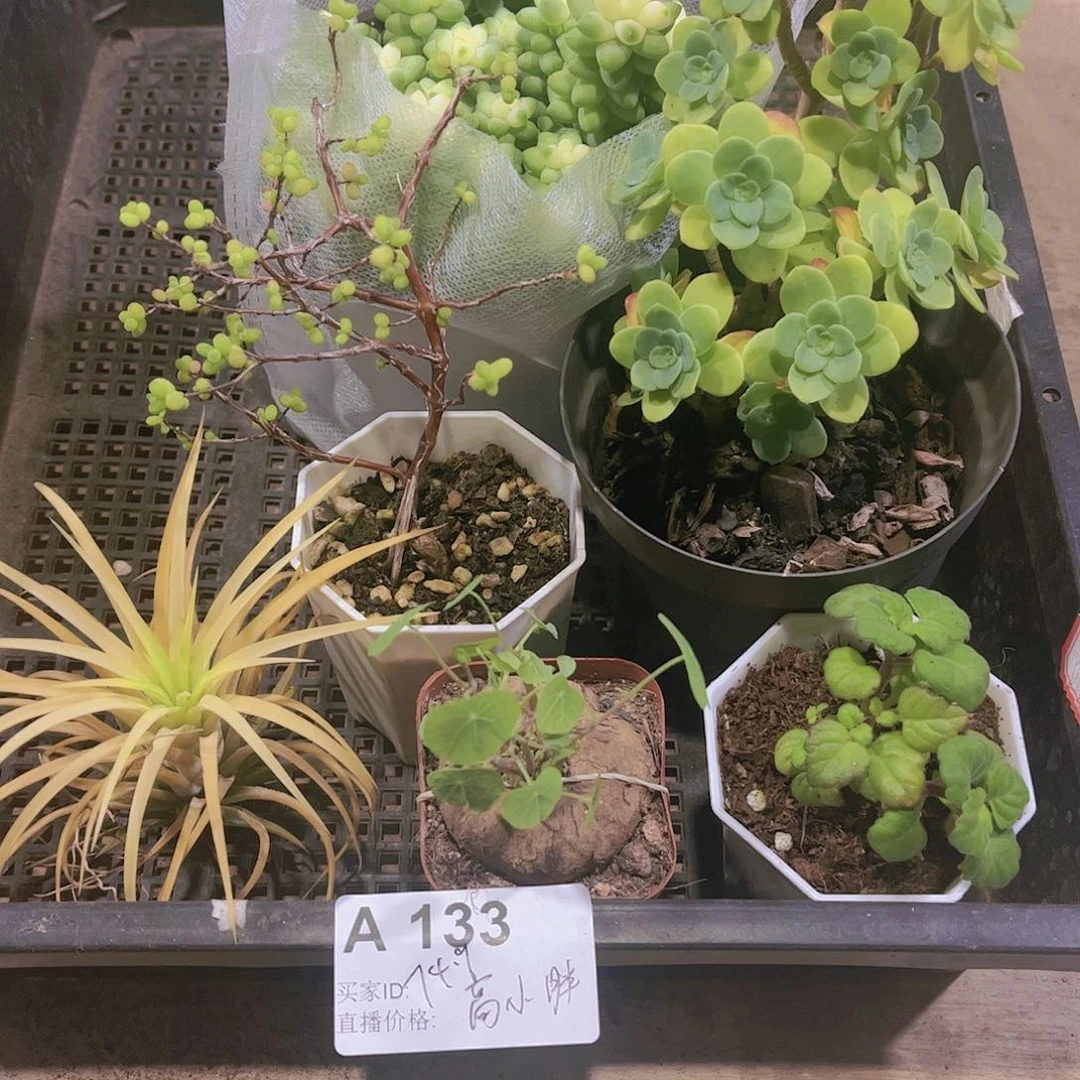 多肉133多肉植物