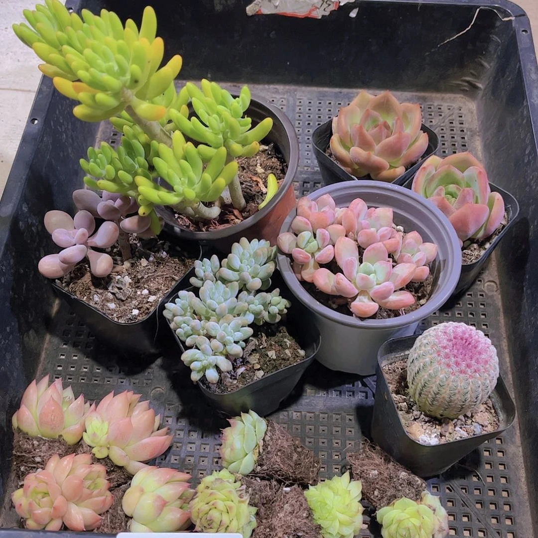 多肉975多肉植物