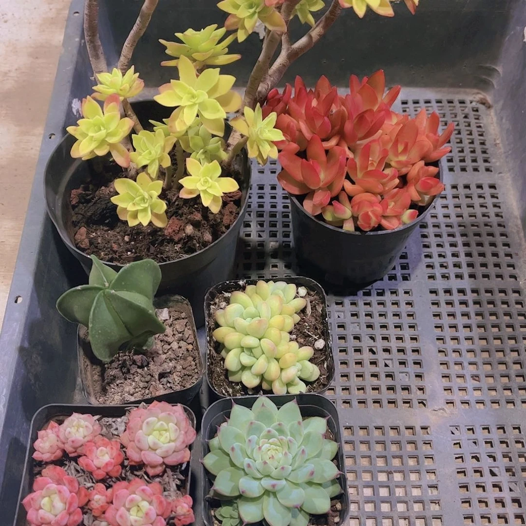多肉992多肉植物