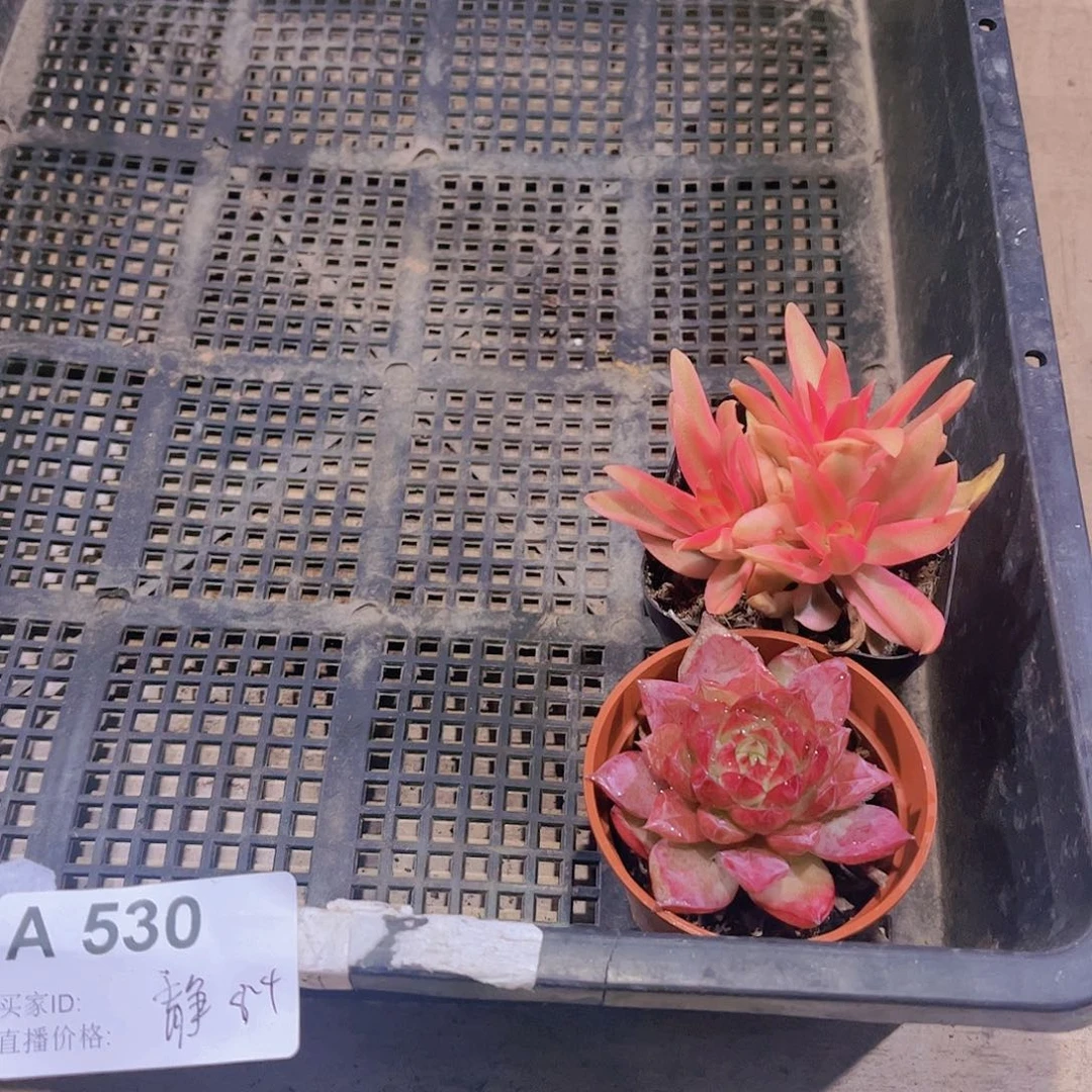 ~*～多肉530多肉植物