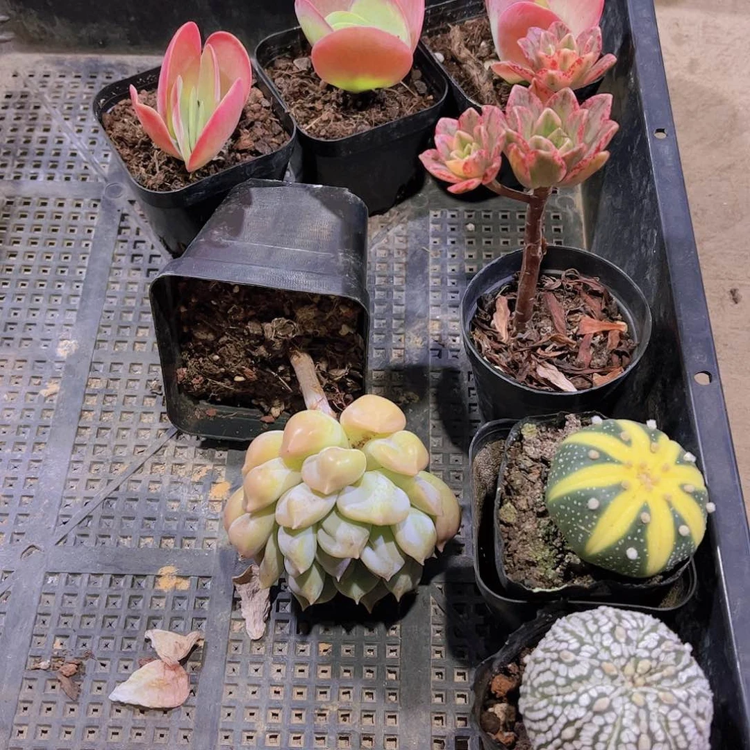 多肉117多肉植物