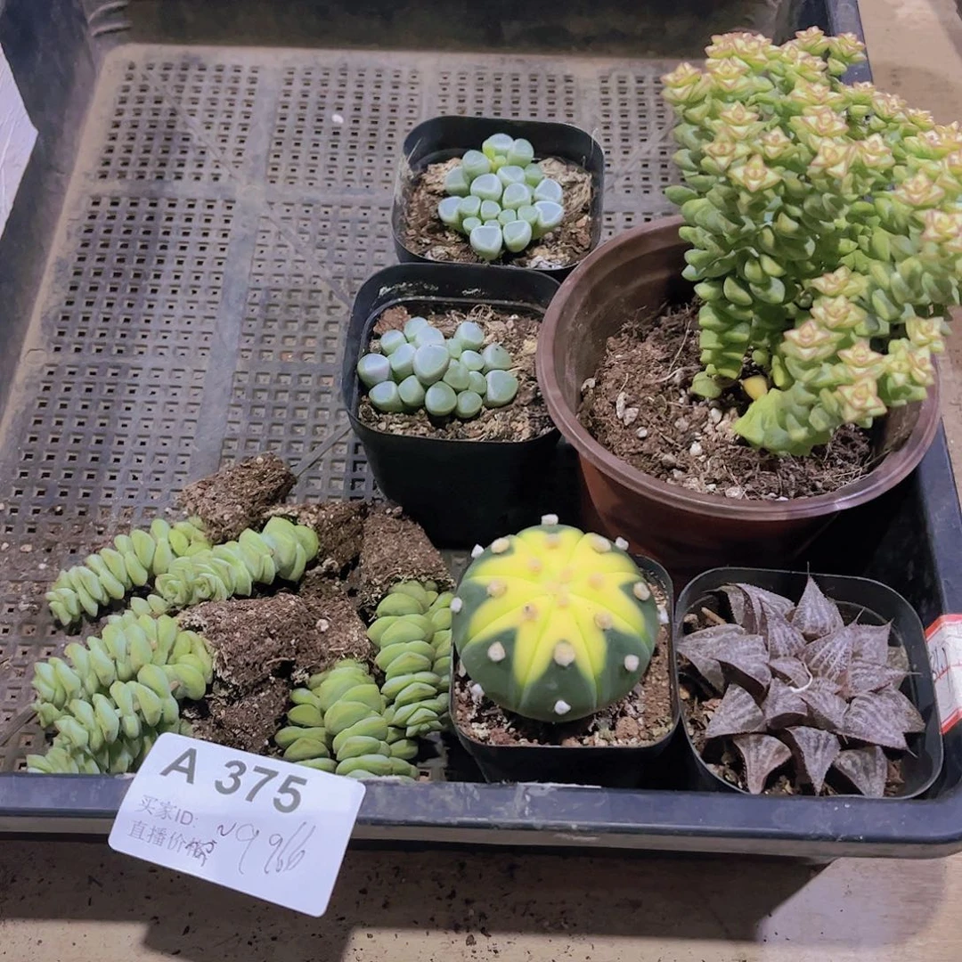 多肉375多肉植物