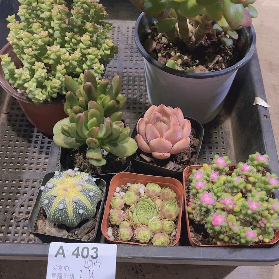 多肉403多肉植物