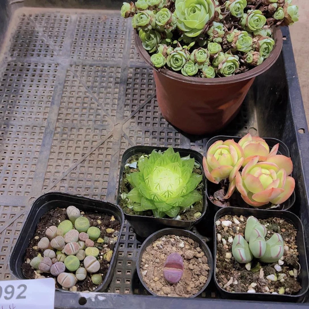 多肉092多肉植物