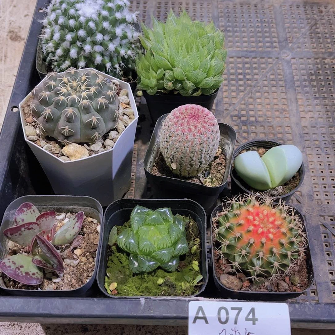 多肉074多肉植物