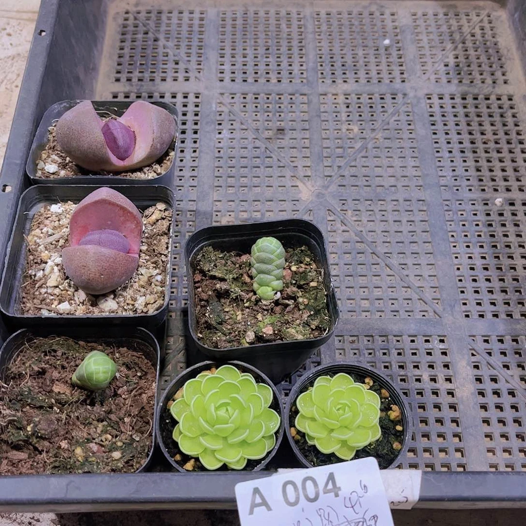 多肉004多肉植物