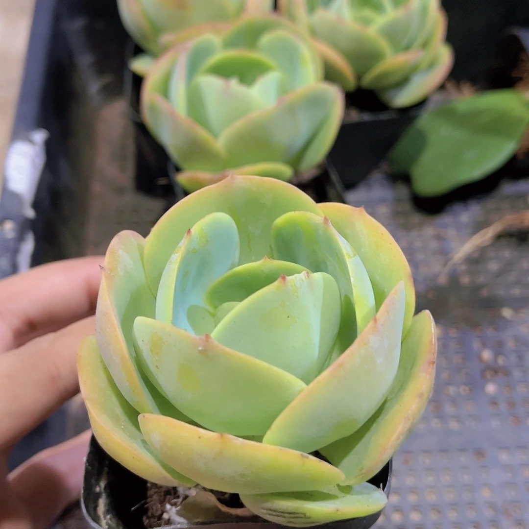 泽****贝碧桃多肉植物