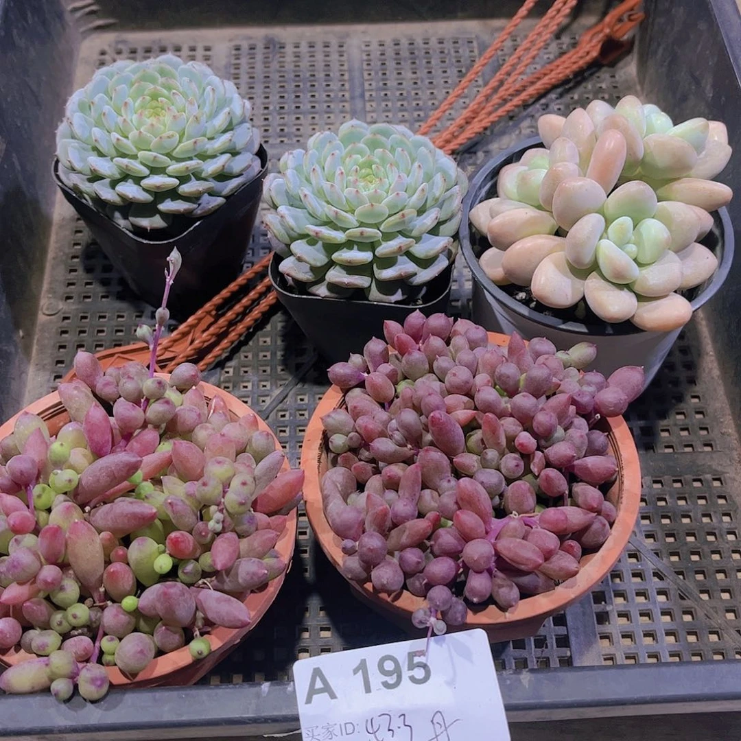 多肉195多肉植物