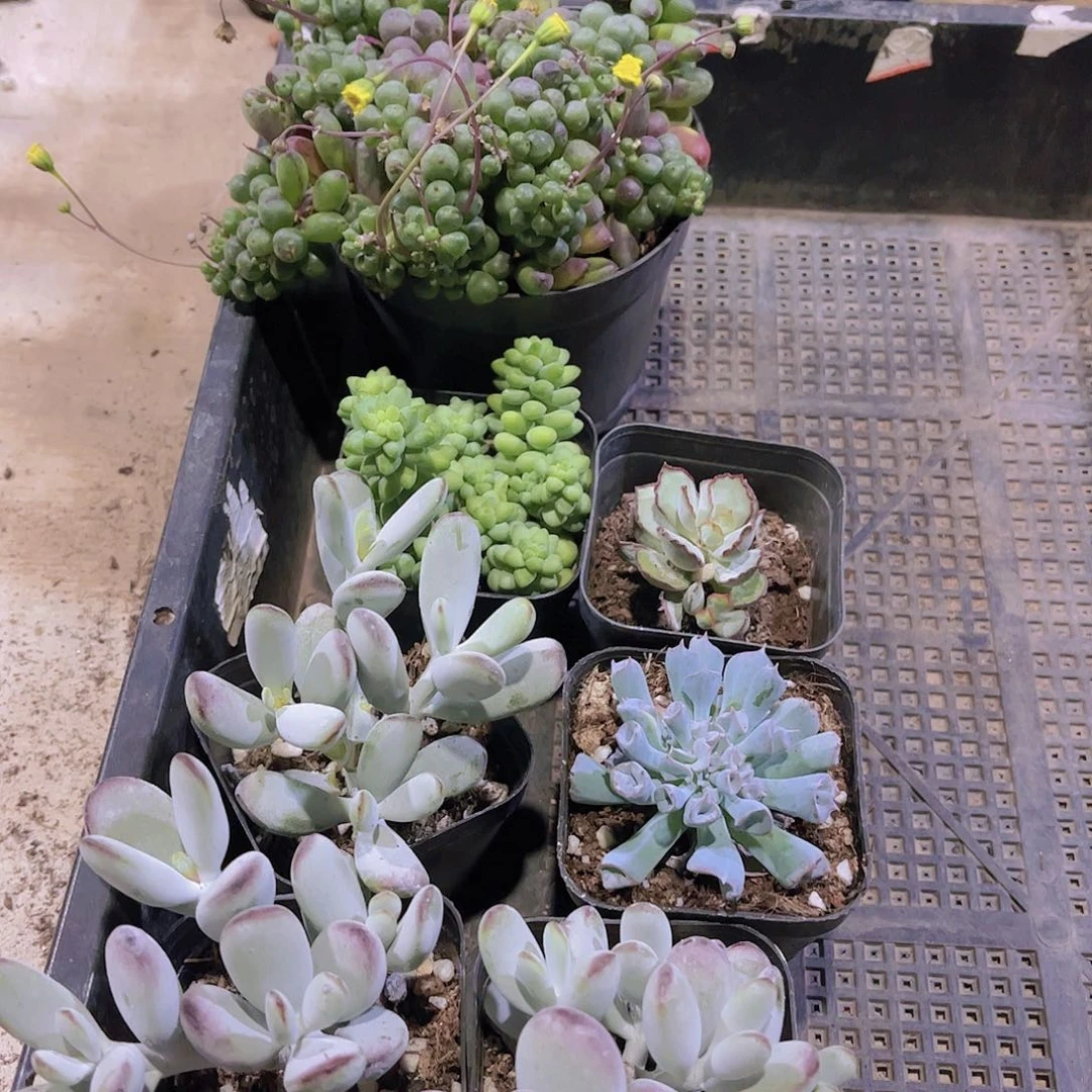 多肉372多肉植物