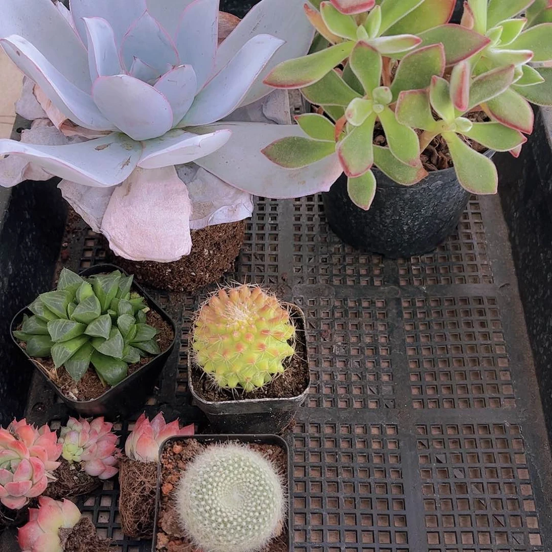 多肉559多肉植物