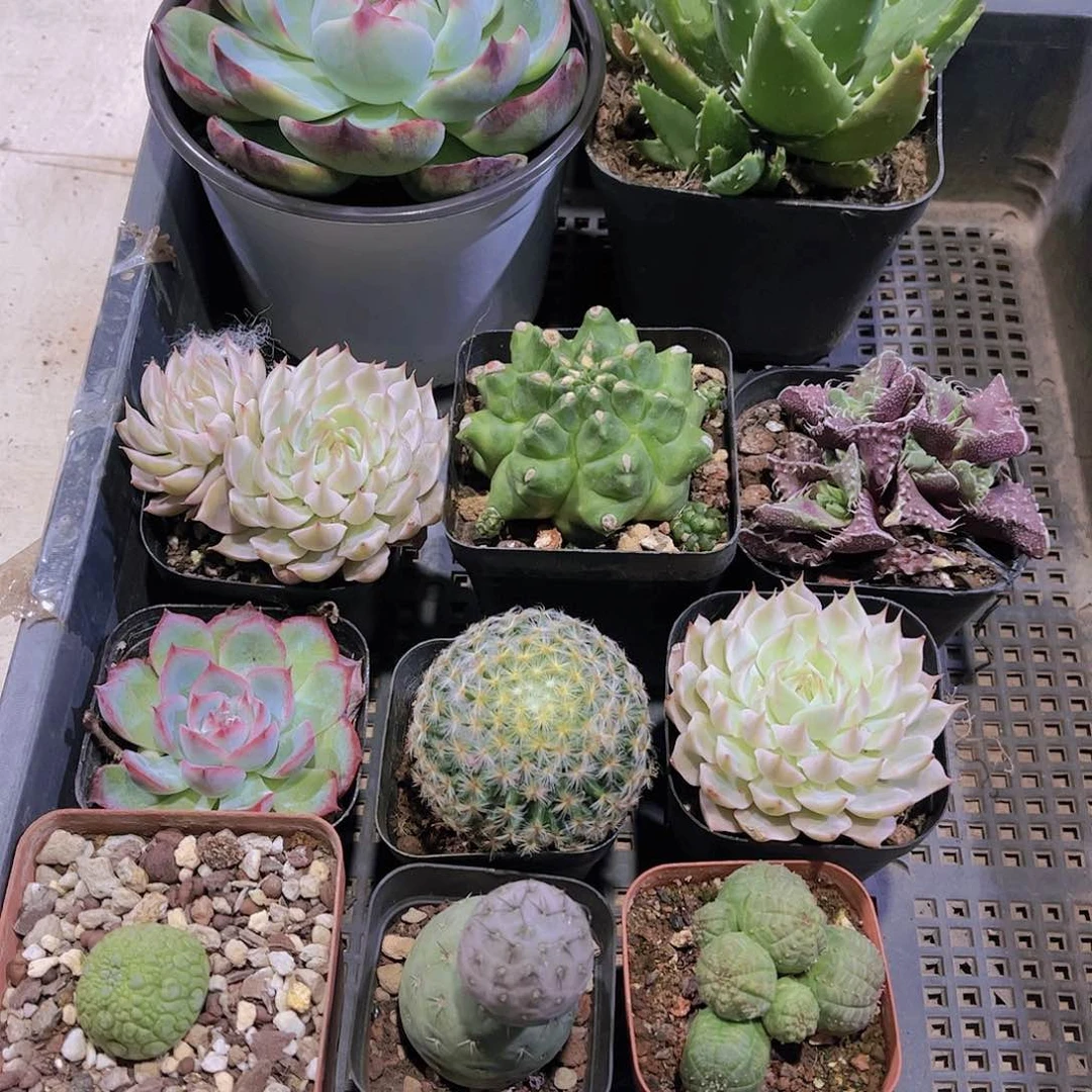 多肉968多肉植物